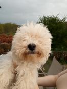 Bichon bolonais mle 4 mois disponible de suite