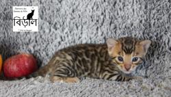 Chatons bengal brown ou silver snow mink spotted/rosettes loof