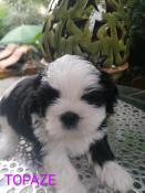 Apparence shih tzu