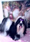 Saillie shih tzu