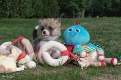 Chiot welsh corgi pembrock