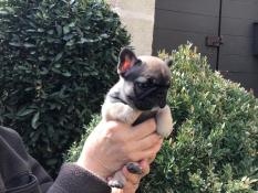 Magnifique petite femelle bouledogue lof trs belles origines