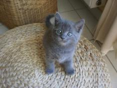 Chatons chartreux loof