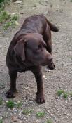 Chienne labrador chocolat lof, retraite d'levage