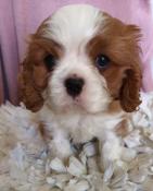 Chiots cavalier king charles spaniel  rserver