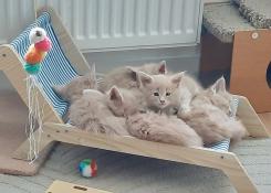 Chatons maine coon