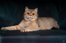 Mle british shorthair black golden shaded loof