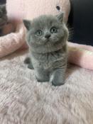 Magnifiques britishs shorthair