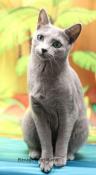 Chaton bleu russe