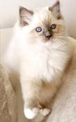 Plus que 1 chaton blue point mitted ragdoll loof disponible