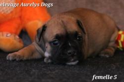 Magnifiques chiots bulldog continental lof