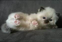 Pr - rservation magnifique chaton ragdoll loof bonne ligne =^o^=