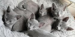 Chatons bleu russe loof disponibles