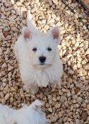 Males westie lof