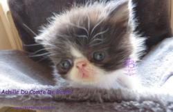 A vendre chatons persans et exotic shorthair