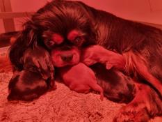 Chiots cavaliers king charles