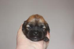 Chiots lhassa-apso lof disponible