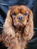 Male cavalier king charles champion pour saillie