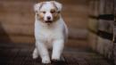 chiots Australian Sheperd  rserver