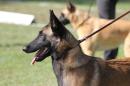 chiots Berger Belge Malinois  rserver