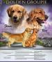 chiens Golden Retriever  rserver