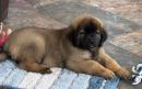 chiots Leonberg disponibles