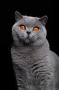 chat British Shorthair