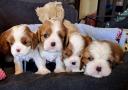 chiots Cavalier King Charles Spaniel  rserver