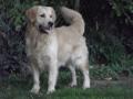 chien Golden Retriever