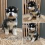 chiots Malamute D'alaska disponibles