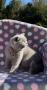 chatons British Shorthair  rserver