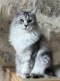 chatons Maine Coon disponibles