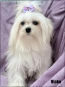 Disponible, vicko, superbe mle bichon maltais, lof, 1 an