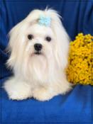 Disponible, vadim, sublime mle bichon maltais , 1 an, lof