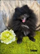 Disponible,trsor,superbe mle apparence spitz nain pom, 1 an