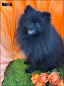 Disponible, nmo, superbe mle apparence spitz nain pom, 1 an