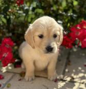 Chiot golden retriever  lof parents tests