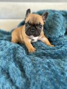 Chiot bouledogue franais  lof petit gabarit