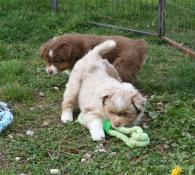 Chiots berger australiens lof, parents tests.