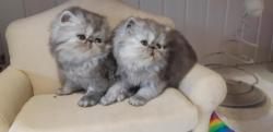 Chatons exotics et persans  rserver