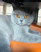 Minette british shorthair bleue 14 mois