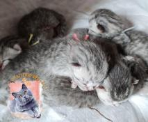 British shorthair bleu/black silver tabby (robe panthre)