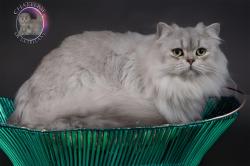 Jeune champion british longhair loof cotation 4 en cours