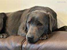 Labrador charcoal femelle 4 ans