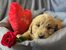 Chiots golden doodle