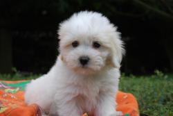 Chiots d'apparence coton de tulear