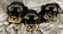 Chiot apparence cavalier king charles non lof