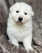 Chiot berger blanc suisse lof