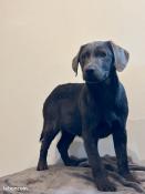 Chiots labrador charcoal