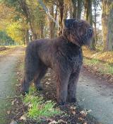 A rserver chiots bouvier des flandres